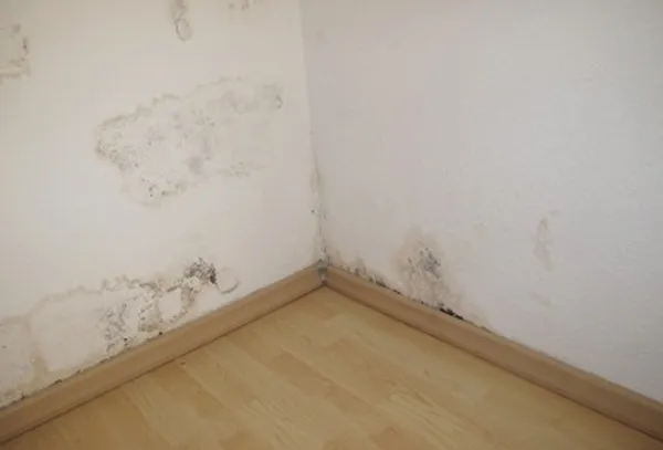 Close-up of black mold growth in a corner